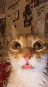 Cat Huh GIF - Cat Huh In Utter Disbelief GIFs