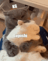 kg lagoshi