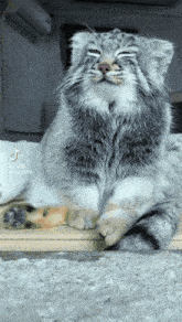 Manul Pallas Cat GIF - Manul Pallas Cat Dunzi GIFs