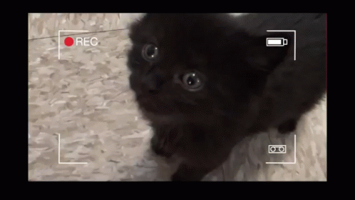 A Black Kitten GIFs