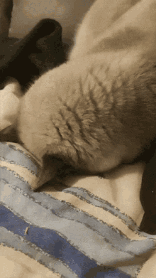 Cat Naps Minou GIF - Cat Naps Minou GIFs