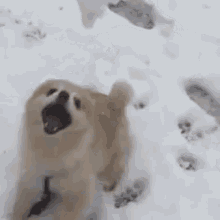 Beastpom Snowball Fight GIF - Beastpom Snowball Fight Pomeranian GIFs