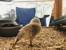 Chickenstretching Stretch GIF