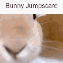 Bunny Jumpscare GIF - Bunny Jumpscare Bunny Jumpscare GIFs