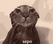 a black and white photo of a cat with sepo written on the bottom