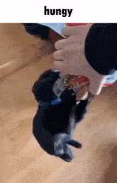 Cat Funny GIF - Cat Funny Hungry GIFs