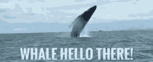 Whale Hello GIF - Whale Hello GIFs