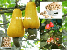 Cashew GIF