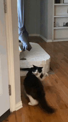 Cat Fight GIF - Cat Fight Fighting GIFs