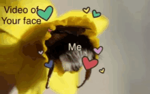 Love Bee GIF - Love Bee Meme GIFs