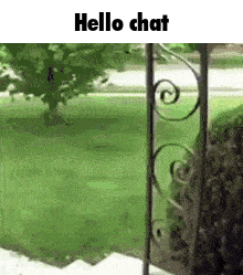 a dog is standing in front of a wrought iron gate .