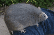 Big Rat GIF - Big Rat GIFs
