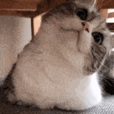 a close up of a cat sitting under a table looking up at the camera .