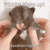 a puppy with its tongue out is being held by a person with the caption pibble wake up goodmorning chat