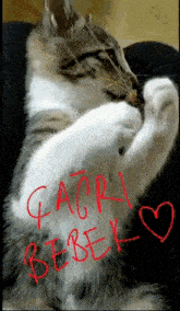 çağrı çağrı Bebek GIF - çağrı çağrı Bebek Kedi çağrı GIFs
