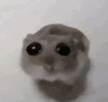 Cute Hamster GIF - Cute Hamster Stare GIFs