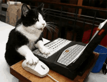 Kucing Lembur GIF - Kucing Lembur Komputer GIFs