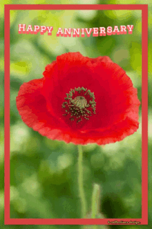 a happy anniversary card with a red poppy in the foreground