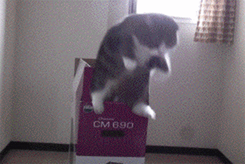 Cat Popping Out Of Box GIFs Tenor