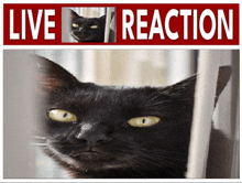 Live Kotius Reaction GIF
