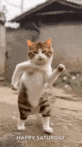 a cat is standing on its hind legs on a dirt road with its paw up .