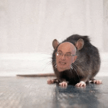 a close up of a rat with a man 's face on it .