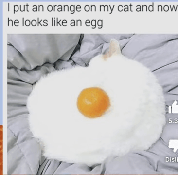 Egg Cat Orange Cat Egg GIF - Egg cat Orange cat egg My cat is funny ...