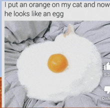 Egg Cat Orange Cat Egg GIF - Egg Cat Orange Cat Egg My Cat Is Funny GIFs