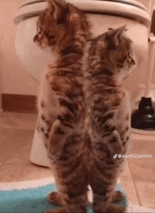 Twin Cats GIF