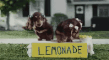 Puppies Lemonade GIF - Puppies Lemonade Cute GIFs