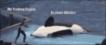 Crypto Whale GIF - Crypto Whale GIFs
