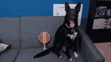 Azura Doggo GIF - Azura Doggo Black Dog GIFs