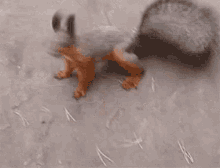 Squirrel Lets Do It GIF - Squirrel Lets Do It Come On GIFs