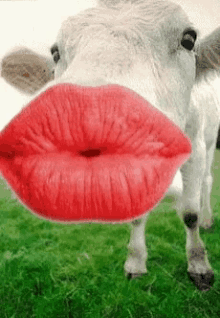 Cow Kiss GIFs | Tenor