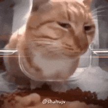 Disturbed Cat GIF - Disturbed Cat GIFs