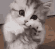 a close up of a kitten holding a mouse in its mouth .