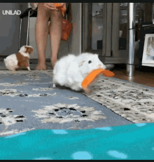 Cuyos Lunch Time GIF - Cuyos Lunch Time Bunnies GIFs