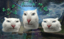 Choose Cat Funny GIF - Choose Cat Cat Funny GIFs