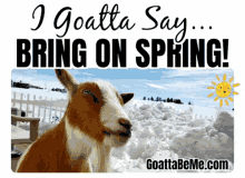 Spring Excited GIF - Spring Excited Animals GIFs
