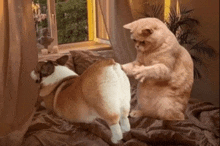 Funny Cat Funny Dog GIF