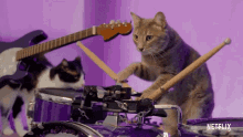 playing drum cat people cat pet performing