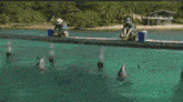 Dolphins Create GIF - Dolphins Create Trainers GIFs