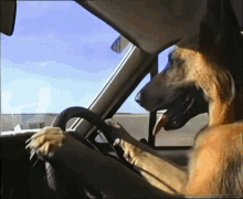 German Shepherd Dog Driving Car GIF - German Shepherd Dog Driving Car Dog Driving GIFs