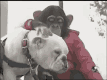 Dog Monkey Gifs | Tenor