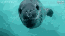 Leopard Seal Close Up GIF