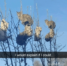 a bunch of cats sitting on top of trees with a caption that says i would explain if i could