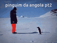 Pinguim Angolano Pinguim Da Angola GIF