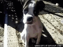 Dog Tilt Head GIF - Dog Tilt Head Huh GIFs