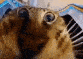 Vkusno Tasty GIF - Vkusno Tasty Cat Face GIFs