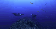 swim ocean sting ray manta ray sea